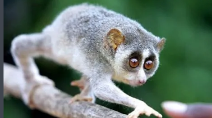 雷猴是国家一级保护动物吗