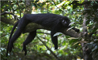 黑疣猴可以做宠物吗