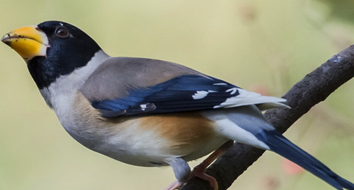 蜡嘴雀的饲养秘诀 蜡嘴雀的饲养秘诀