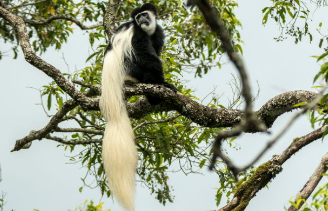东非黑白疣猴的美若有十分，七分归于毛笔形尾巴