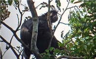 黑疣猴是保护动物吗