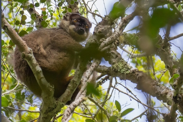 红腹美狐猴的价格