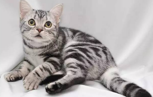阿比西尼亚猫和美国短毛猫打架谁更厉害