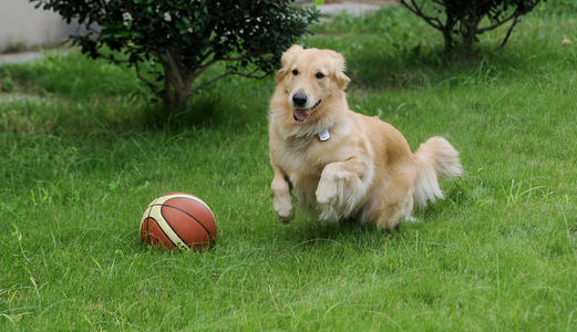 狗要怎么称体重 幼犬定期称重的重要性