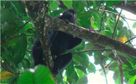 黑疣猴吃什么食物