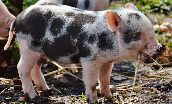花斑猪最大能养多少斤