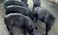 苏太母猪养殖方法