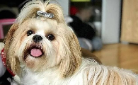 养好西施犬要注意什么