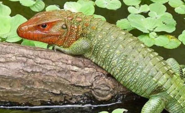 圭亚那闪光蜥是保护动物吗