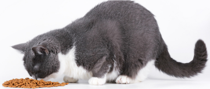 如何快速打消朋友的猫对你的恐惧心理