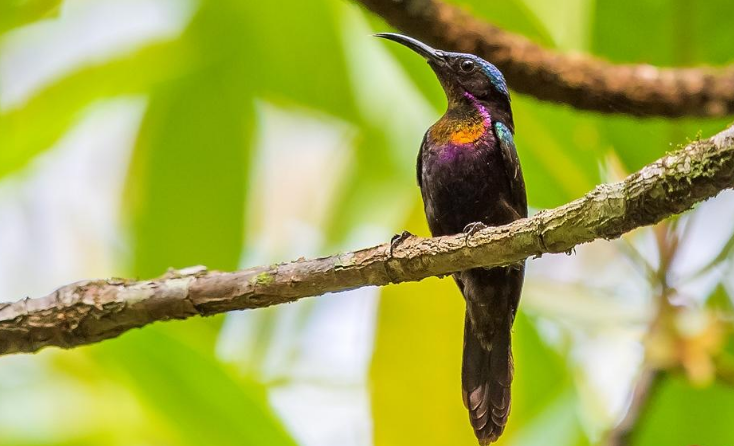 铜喉花蜜鸟怎么养