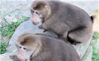 黄山短尾猴是保护动物吗