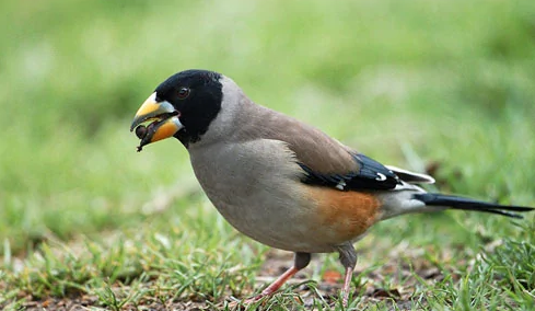 蜡嘴雀值钱吗是值钱的,一般是在10-300元之间,价格不等,有的价格还会