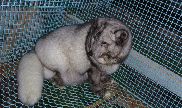 蓝狐价格-宠物网问答