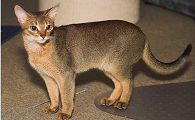 阿比西尼亚猫和布偶猫打架谁更厉害