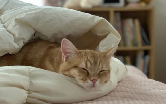 如何训练猫不钻被窝