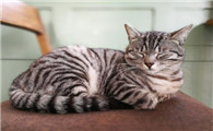 如何让猫顺利进行交配 环境的选择非常重要