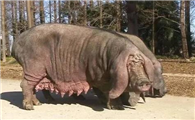 沙乌头猪最大能养多少斤