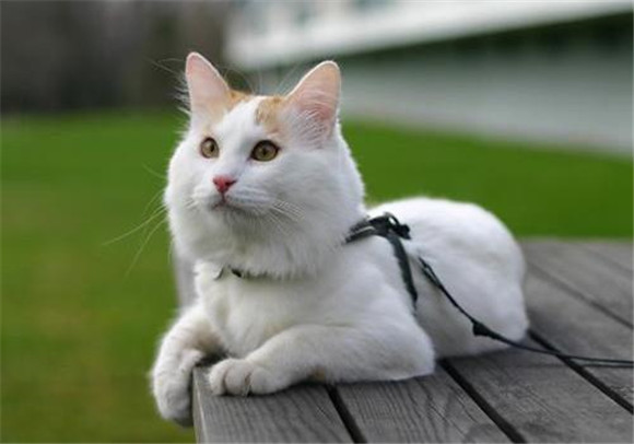 土耳其梵科迪斯猫忌食的食物有哪些