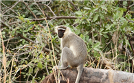坦塔罗斯绿猴是国家一级保护动物吗