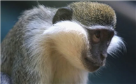 橄榄绿疣猴可以当宠物养吗