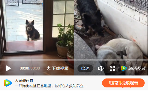 流浪狗妈妈寒冬产子,狗爸爸围着好心人求救,太暖了! 流浪狗妈妈寒冬产子,狗爸爸围着好心人求救,太暖了!
