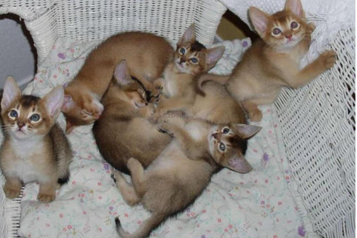阿比西尼亚猫和波斯猫哪个聪明-谁智商高