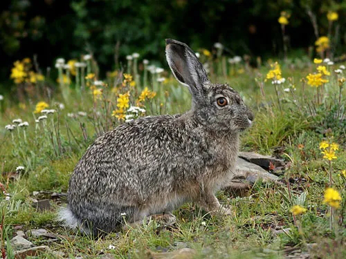 想到青藏高原，许多人的脑海里便是一片冰雪与风沙。然而就是这样恶劣的生存环境，却被一只小兔子给“征服”了，它便是我们今天要聊的灰尾兔。 灰尾兔，又叫高原兔、绒毛兔，其体型巨大，身形矫健，属于青藏高原的特有物种之一。目前，它已经被列入《世界自然保护联盟》（IUCN）2013年濒危物种红色名录ver3.1—易危（VU）和国家保护的有益的或者有重要经济、科学研究价值的陆生野生动物名录。下面，一起来认识一下它吧！  一、形态特征 1、体型 灰尾兔体型巨大，一只成体的灰尾兔，其体重约3千克。它的体长可达35~56厘米，尾长在7~12厘米之间。 2、头部 灰尾兔头骨较大，外形较粗壮，成体颅全长不少于90毫米。其耳朵也较长，约115毫米，向前折可超过鼻端。  3、四肢 灰尾兔的四肢强劲，腿肌发达有力，前腿较短，有5趾；后腿较长，肌肉、筋腱发达强壮，有4趾，脚下的毛多而蓬松。这样的四肢也使得灰尾兔躲避天敌的能力大大提高。 4、毛发 毛发长而柔软，底绒丰厚。在毛色上，幼年时以沙黄色为主，在首次换毛后会呈现为铅灰或银灰色。此外，其毛色是会随着季节的变迁而变化的，看起来比较杂乱。  二、生活习性 1、活动规律 灰尾兔的活动时间通常不受时间限制，只不过更加偏好“昼伏夜出”。在傍晚时分，它便会离开白天的休息地开始活动。晚上是其活动的高峰期，直至日出又返回隐蔽处休息。  2、饮食习惯 灰尾兔是食植物性动物，在农业区以作物的幼茎、嫩芽、花、果实和块根以及各种杂草为食。在冬天食物比较紧缺的情况下，特别在下大雪后，它们会跑向较远的地方，或到居民点附近去采食。 3、居住巢穴 灰尾兔一般无洞穴，在有旱獭活动的地区则常住在旱獭的废弃洞内，冬季可能会在灌丛中挖一卧穴。 三、生长繁殖 在野生兔种里，灰尾兔的繁殖能力是比较突出的，一般每年能繁殖2~4胎，每胎产4~6仔。其繁殖期一般在4~8月，孕期约25天。值得一提的是，灰尾兔幼崽的生长速度非常快，刚出生的时候体重只有一百克左右，但是数月之后便可以具备独立生存的能力。 以上便是关于灰尾兔的科普介绍，记住每一个物种都有自己生存的权利，所以请爱护每一只像灰尾兔这样的野生物种。好了，今天的分享就先到这里了。