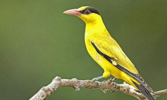 黄鹂怎么分辨雌雄