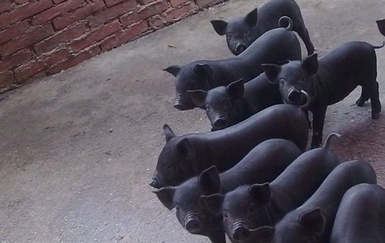 芙蓉猪可以吃吗