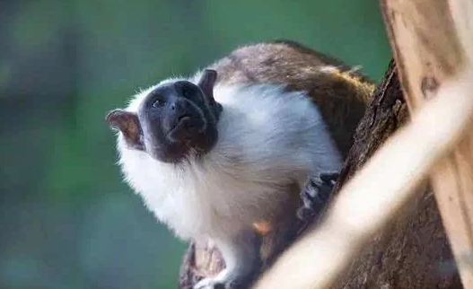 黑柽柳猴的特点