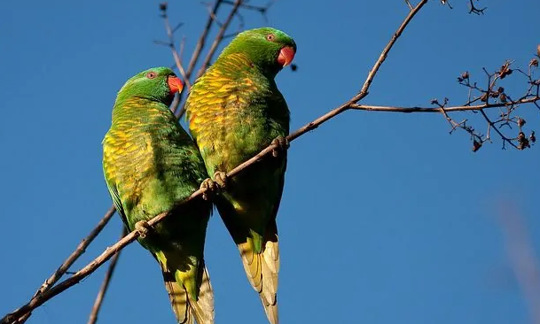鳞胸吸蜜鹦鹉叫声好听吗