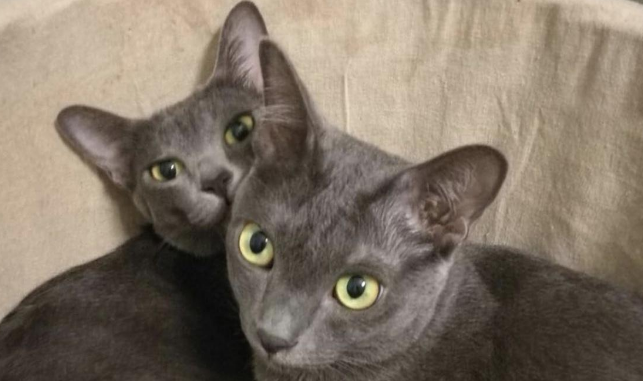 阿比西尼亚猫和科拉特猫哪个好养