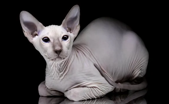 阿比西尼亚猫和加拿大无毛猫哪个聪明-谁智商高