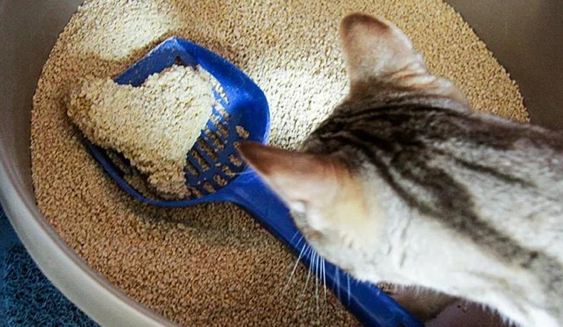 如何除去屋子里的猫臊味 猫沙的挑选使用技巧
