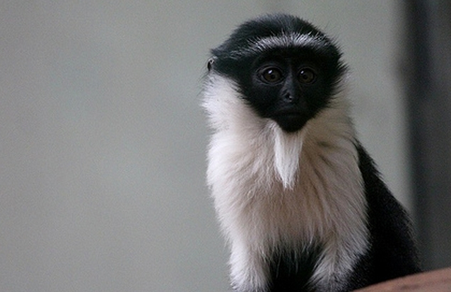 狄安娜长尾猴活多久