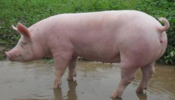 大约克猪最大能养多少斤大约克猪公猪最大可以养到400公斤左右,母猪