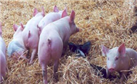 内蒙古白猪养殖方法