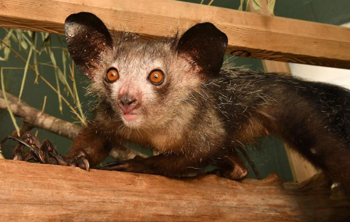 艾艾狐猴是保护动物吗-宠物网问答