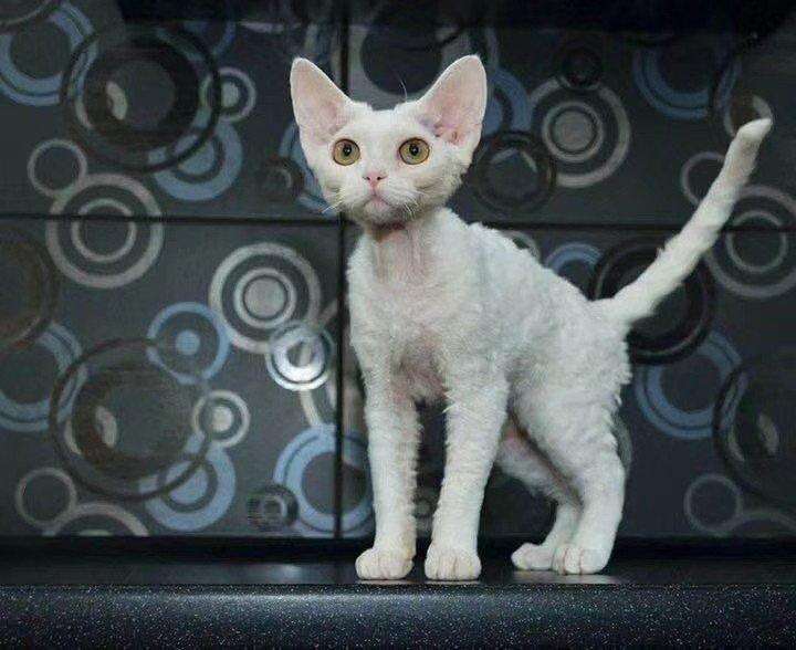 怎么养护好德国卷毛猫的毛发 日常护理毛发方法