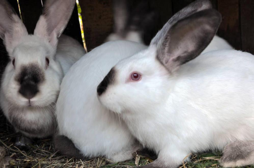 加利福尼亚兔怎么选这篇挑选指南告诉你