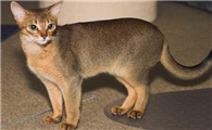 阿比西尼亚猫和伯曼猫哪个好养