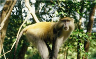 白唇青长尾猴的特点