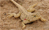 沙漠鬣蜥会不会咬人