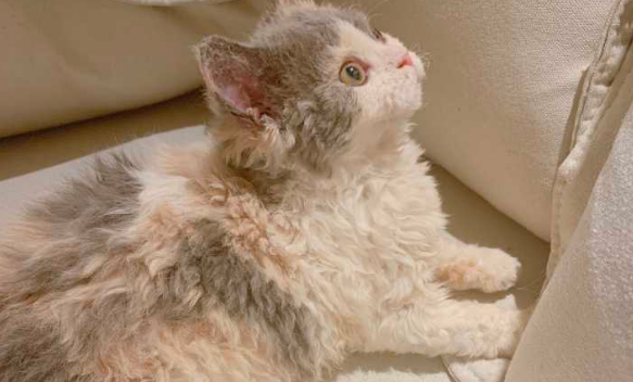 怎样喂食塞尔凯克卷毛猫及喂食注意点 怎样喂食塞尔凯克卷毛猫及喂食注意点