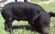 嘉兴黑猪最大能养多少斤