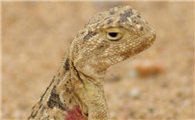 沙漠鬣蜥一般吃什么