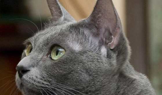 柯拉特猫的特点有哪些 体毛的特色
