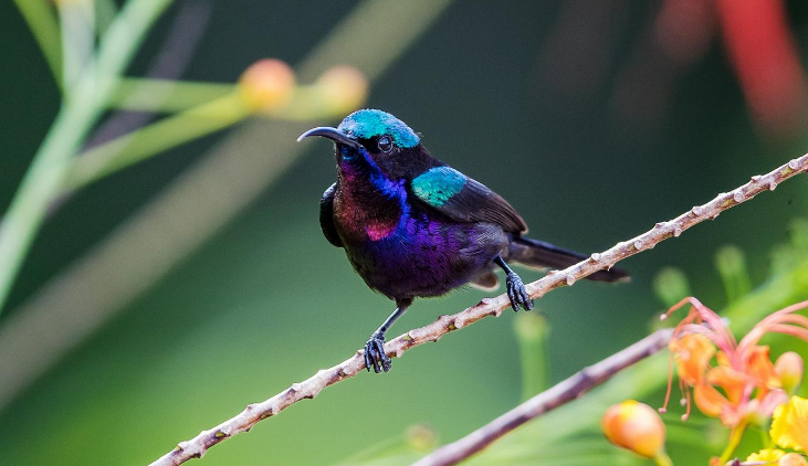 铜喉花蜜鸟吃什么食物