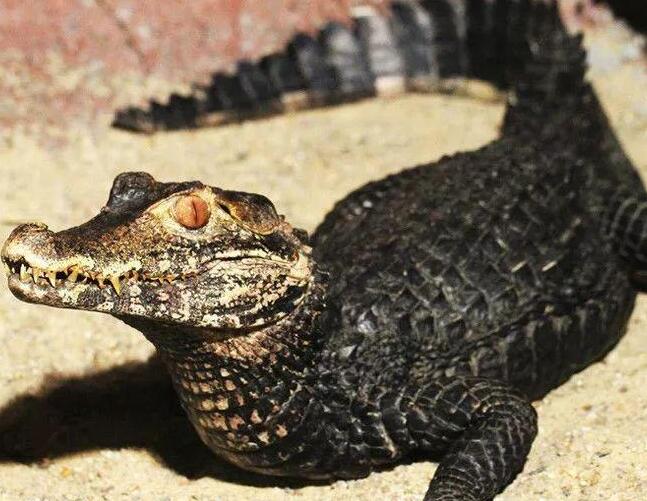 钝吻古鳄有多大